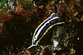 32 Hypselodoris messinensis